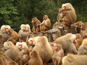 understanding relationships between entities and people in business group